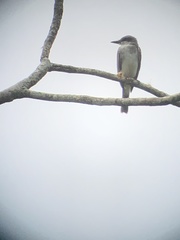 Tyrannus dominicensis