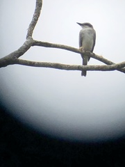 Tyrannus dominicensis