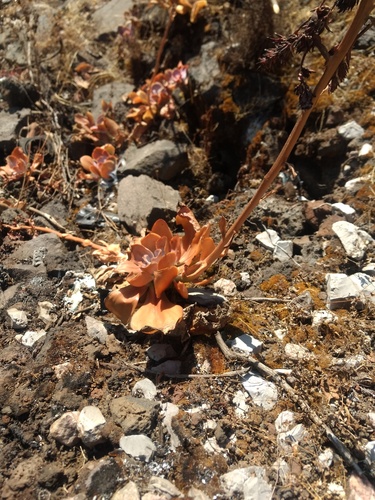 Echeveria gibbiflora