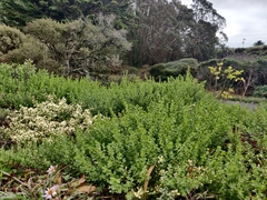 Baccharis pilularis pilularis