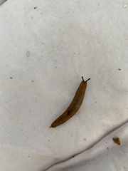 Veronicellidae