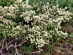 Baccharis pilularis pilularis
