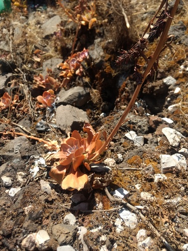Echeveria gibbiflora