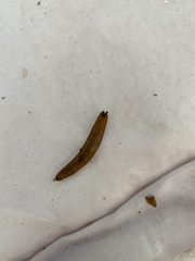 Veronicellidae