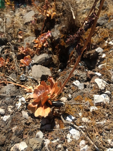 Echeveria gibbiflora