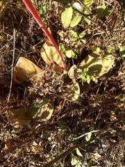 Echeveria gibbiflora