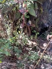 Echeveria gibbiflora