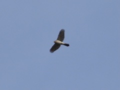 Accipiter cooperii