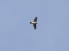 Accipiter cooperii