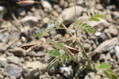 Senna apiculata