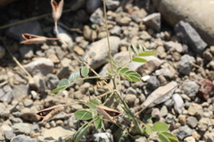 Senna apiculata