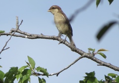 Lanius bucephalus
