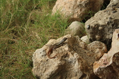 Leiocephalus personatus