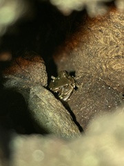 Hyla japonica