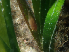Apletodon