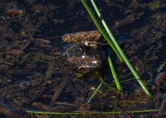 Leptodactylus latrans