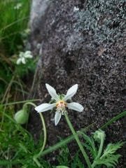Blumenbachia insignis