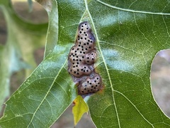 Callirhytis favosa