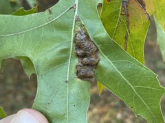 Callirhytis favosa