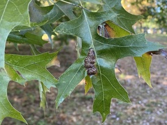Callirhytis favosa