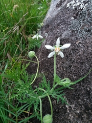 Blumenbachia insignis