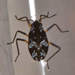 Microvelia americana