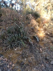 Hechtia chichinautzensis