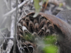 Crypturellus tataupa