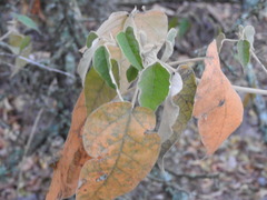 Croton lachnostachyus