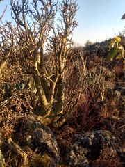 Sedum frutescens