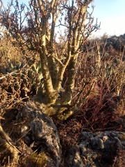 Sedum frutescens