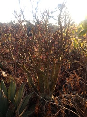 Sedum frutescens