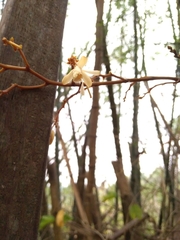 Erythrorchis altissima