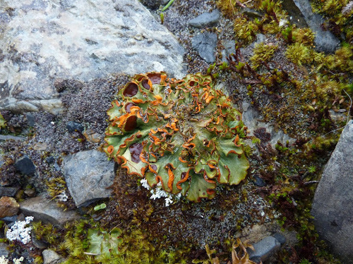 Chocolate Chip Lichen