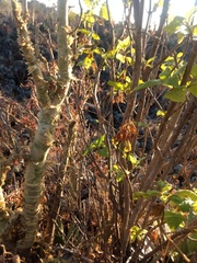 Sedum frutescens
