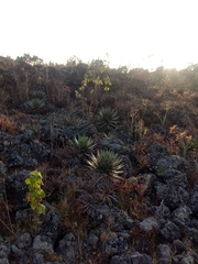 Agave horrida