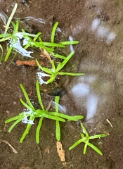 Callitriche hermaphroditica