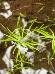 Callitriche hermaphroditica