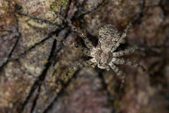 Philodromus emarginatus