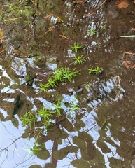 Callitriche hermaphroditica