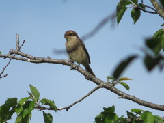 Lanius bucephalus