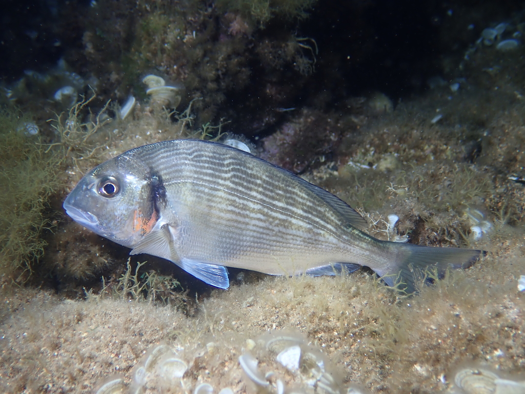 Gilt-head Seabream