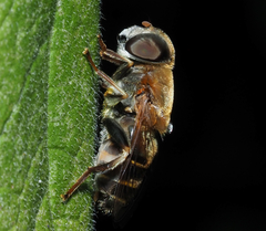 Palpada mexicana
