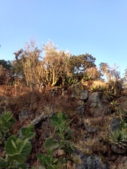 Sedum frutescens