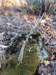 Sedum frutescens