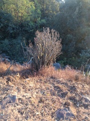 Sedum frutescens