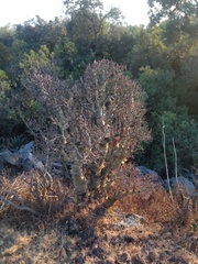 Sedum frutescens