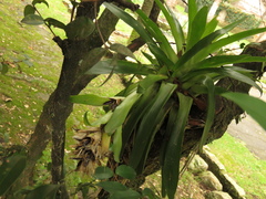 Tillandsia biflora