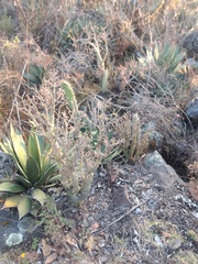 Sedum frutescens