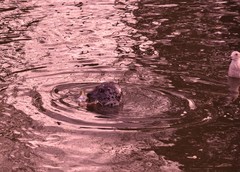 Phoca vitulina richardii